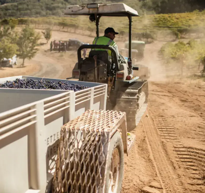 Bonterra Harvest, a man driving vehicle with carts of newly harvested red grapes. True Zero waste.