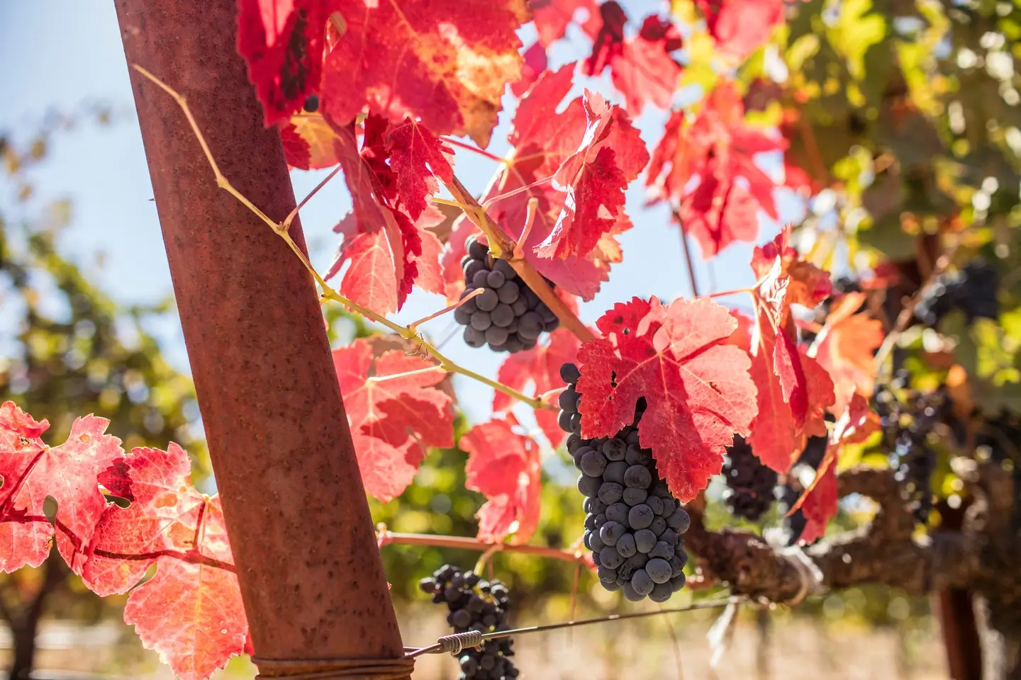 Red grape clusters in vineyard in autumn time