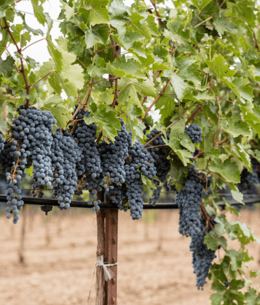 America's #1 Organic Winery, Several red grape clusters on Bonterra Vineyard
