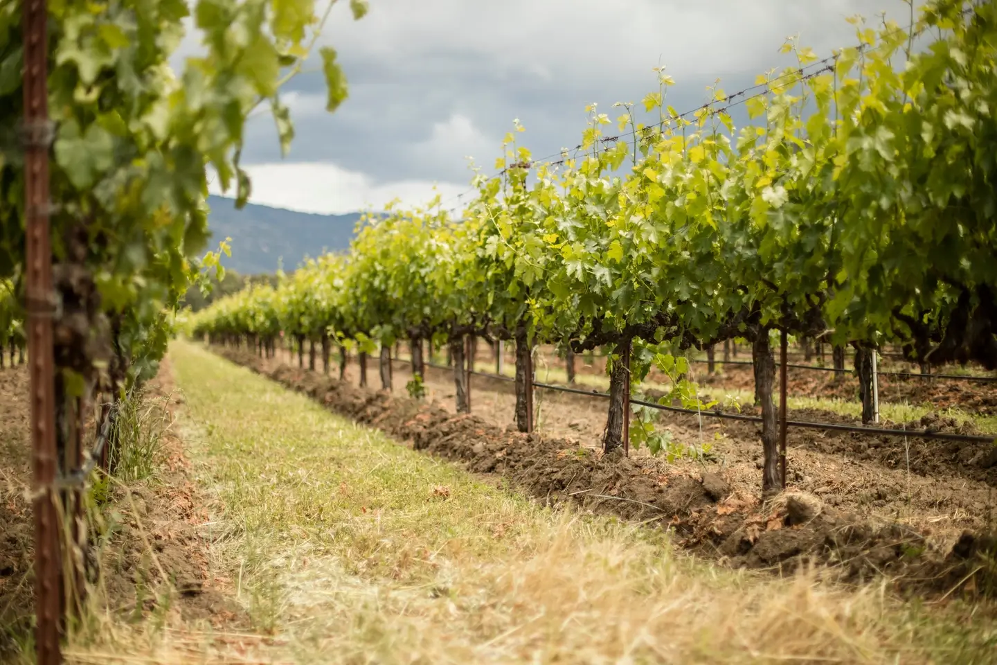 Low angle view of Bonterra vineyard