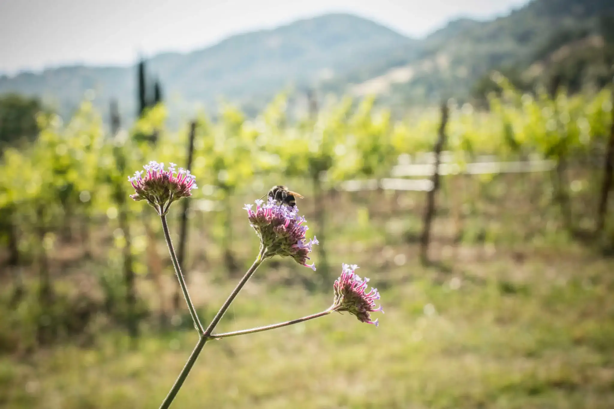 Selected focus, bee on a flower with a vineyard background