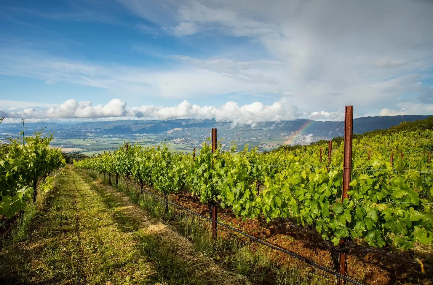 Morning scene of vineyard, with a hint of rainbow in the sky