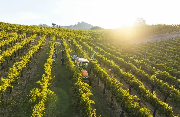 Drone shot of Bonterra Organic Estates vineyard