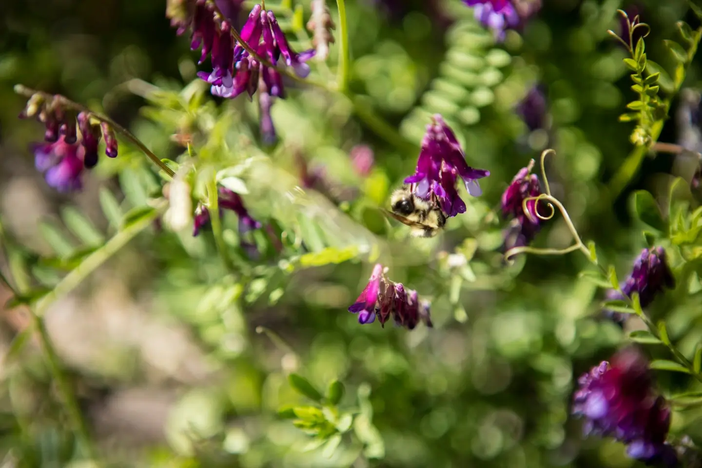 Several magenta flowers in selected focus