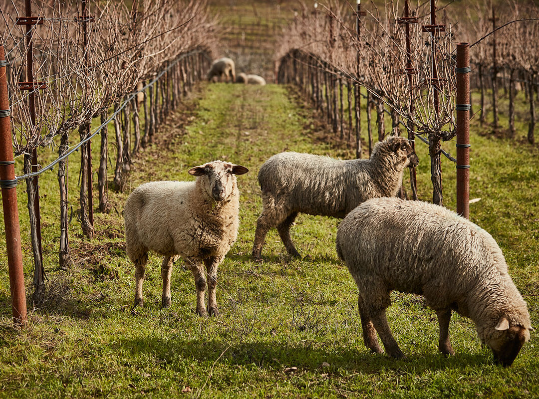 Three sheeps grazing at The Bonterra Barn at McNab Ranch