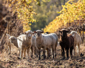regenerative organic practices - sheep grazing underneath our grape vines during the fall