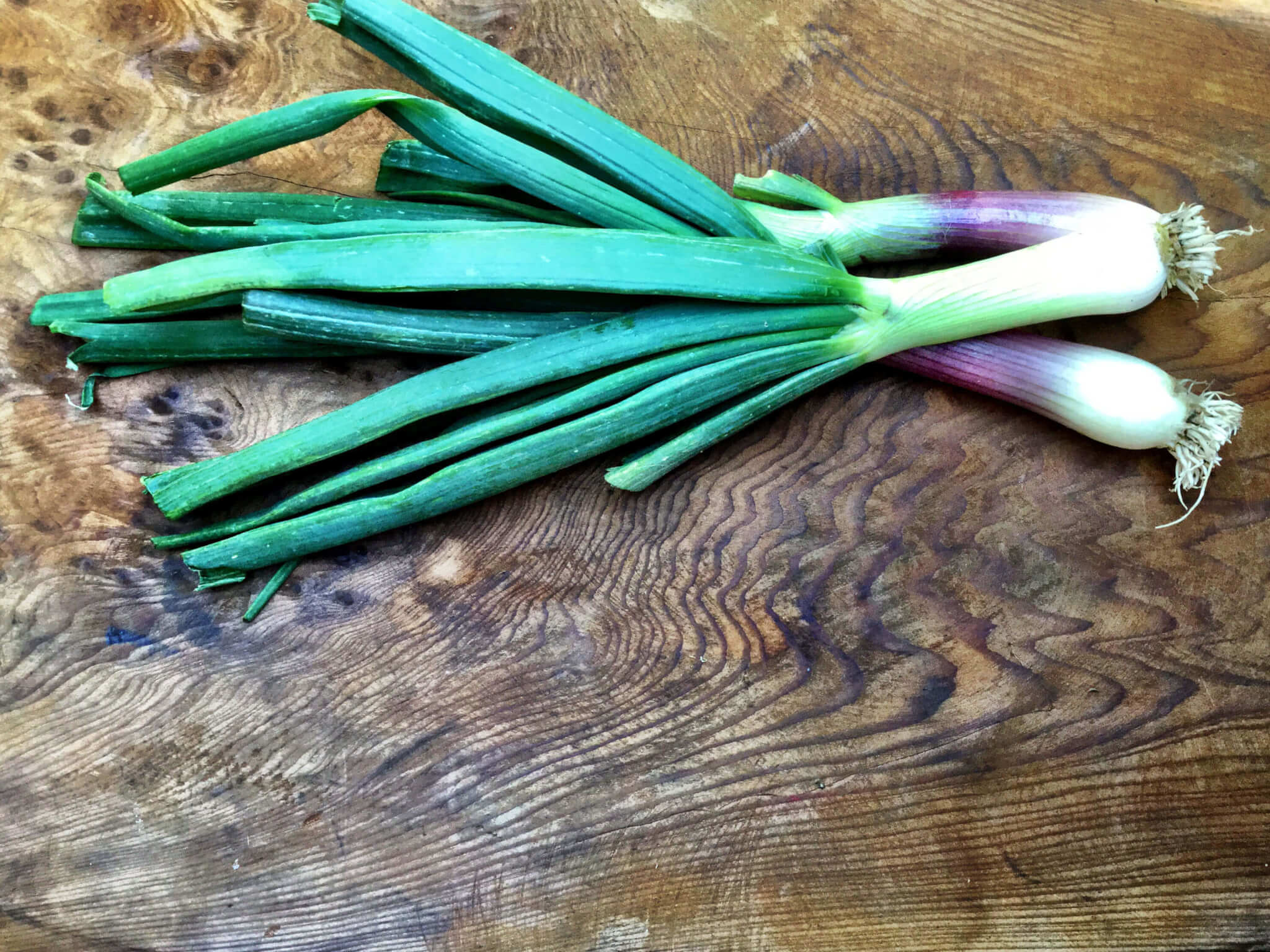 Spring Onion Bonterra Organic Vineyards